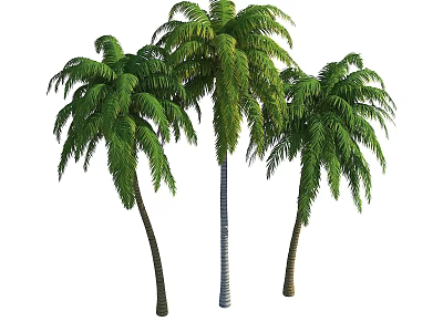 Tall Palm Trees With Slender Trunks And Lush Green Fronds Isolated On White Background 3d model