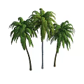 Tall Palm Trees With Slender Trunks And Lush Green Fronds Isolated On White Background