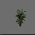 Two Lush Green Trees With Large Broad Leaves And Healthy Green Stems