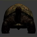 Large Brown Tortoise With Yellow Patterned Shell And Sturdy Legs On Gray Background 3d model