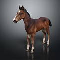 Brown Horse with White Face and Legs Standing on Dark Background Showing Clear Reflection