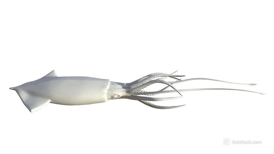 Squid Aquatic Marine Animal With White Body Long Tentacles And Streamlined Form 3d model 