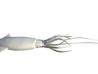 Modern Squid 3d model Modern Squid 3d model
