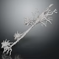 Biological Organ Anatomical 3D Model With Hair Like Neural Branches White Structure