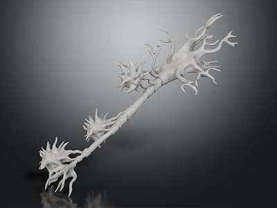 Biological Organ Anatomical 3D Model With Hair Like Neural Branches White Structure 3d model