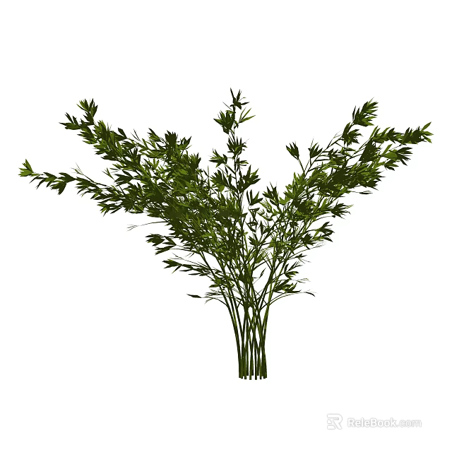 Natural Green Bamboo Plant With Lush Leaves And Tall Stems For Decoration 3d model 