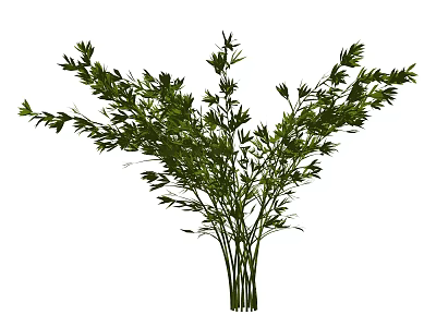 Natural Green Bamboo Plant With Lush Leaves And Tall Stems For Decoration 3d model