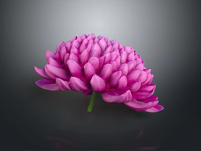 Pink Chrysanthemum with Layered Petals and Green Stem Against Dark Background 3d model
