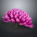 Pink Chrysanthemum with Layered Petals and Green Stem Against Dark Background