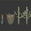 Various Cactus And Succulent Plants With Different Heights Shapes Gray Background