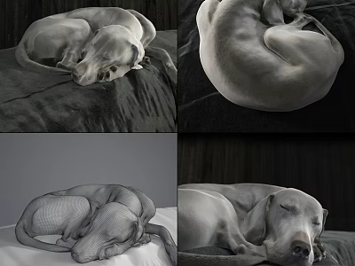 Curled Up Grey Reptile Sleeping On Dark Fabric Bed In Different Angles 3d model