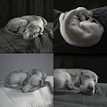 Curled Up Grey Reptile Sleeping On Dark Fabric Bed In Different Angles 3d model