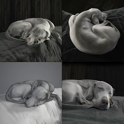 Curled Up Grey Reptile Sleeping On Dark Fabric Bed In Different Angles 3d model