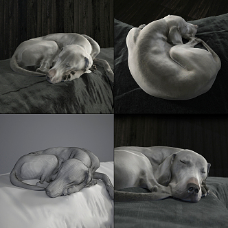 Modern Dog Pet Dog 3d model