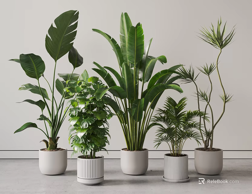 Various Potted Plants With Different Leaves In White Pots Against Gray Floor And Light Walls 3d model 