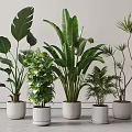 Various Potted Plants With Different Leaves In White Pots Against Gray Floor And Light Walls