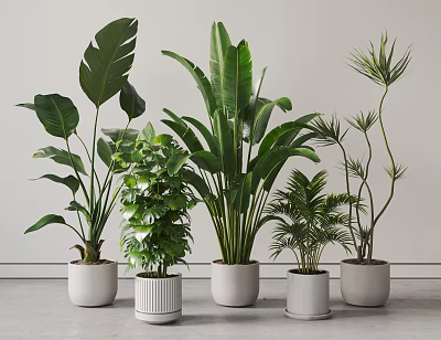Various Potted Plants With Different Leaves In White Pots Against Gray Floor And Light Walls 3d model