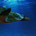 Modern Turtle 3d model