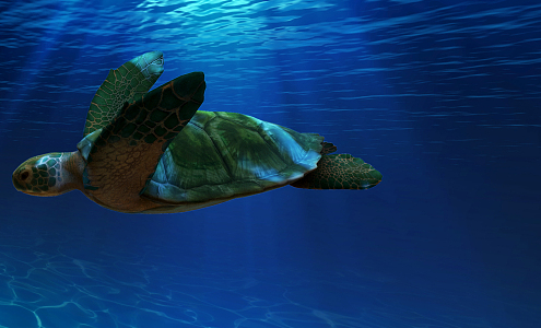 Modern Turtle 3d model