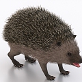 hedgehog animal 3d model