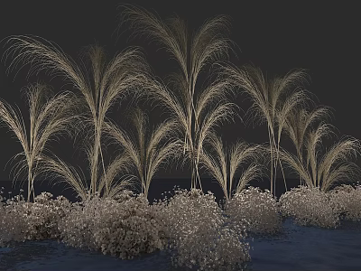 Light Colored Tall Feathery Grasses With Low Shrubs In Dark Background Landscape 3d model