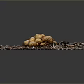 Arrangement of Fresh Brown Mushrooms on Natural Wood Chips with Small Twigs