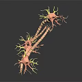 Human Skin Organ Microscopic View Displaying Hair Follicles and Dermal Structures