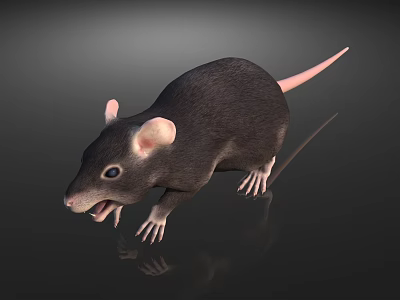 Gray Reptile Lizard With Pink Tail Open Mouth On Reflective Surface 3d model
