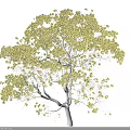 Tall Tree with White Trunk Yellow Leaves Against Black Background and Lush Foliage