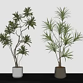 Potted Bonsai Plants with Slender Leaves in White and Beige Pots for Indoor Decoration