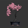 Pink Flowering Bonsai Tree with Curved Trunk in Blue Pot on Gray Background