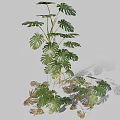 Indoor Monstera Plant with Large Split and Perforated Leaves and Lush Green Foliage