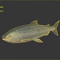 Salmon Fish Displayed With Spotted Silver Body On Dark Reflective Background 3d model