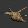 Decorative Conch Shell Ornament With Natural Spiral Design For Home Living