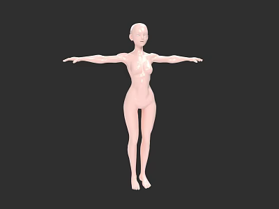 Female Human Anatomy blender Human Organs 3d model