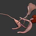 Anatomical 3D Model of Human Organs with Kidneys Reproductive Ducts and Tubes Structure