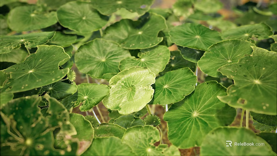 Lush Green Aquatic Plants With Round Leaves In Natural Water Habitat 3d model 