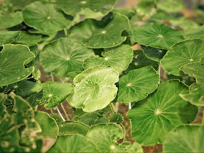 Lush Green Aquatic Plants With Round Leaves In Natural Water Habitat 3d model