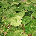 Lush Green Aquatic Plants With Round Leaves In Natural Water Habitat