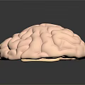 Human Brain 3D Anatomical Model Detailed View Showing Cerebral Lobes And Brainstem