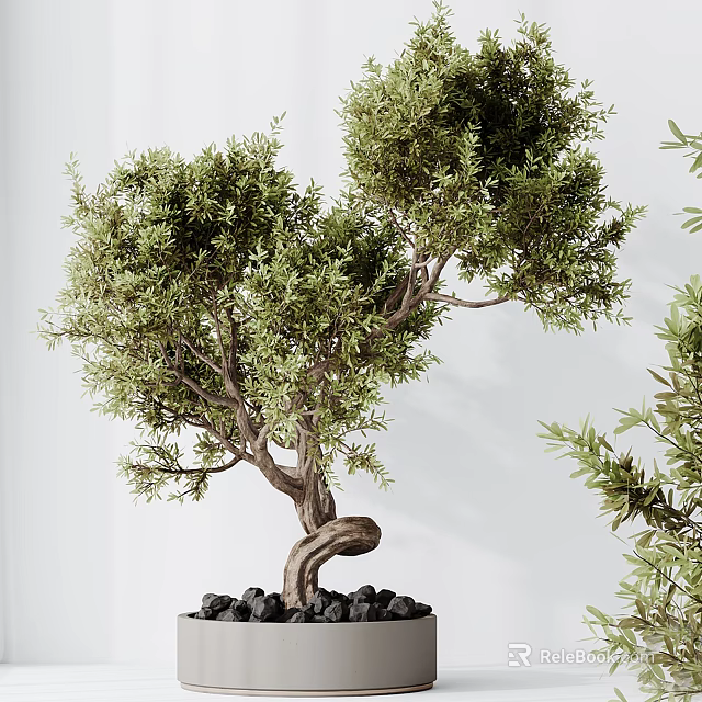 Bonsai Tree With Twisted Trunk Lush Green Foliage And Decorative Black Stones 3d model 