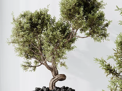 Bonsai Tree With Twisted Trunk Lush Green Foliage And Decorative Black Stones 3d model