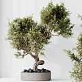 Bonsai Tree With Twisted Trunk Lush Green Foliage And Decorative Black Stones