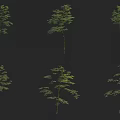 Six Arbor Trees with Various Forms and Green Foliage on Black Background 3d model