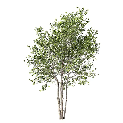 Lush Healthy Tree With Multiple Trunks And Vibrant Green Leaves For Garden Landscaping 3d model