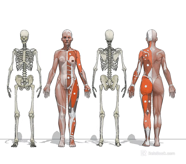 Medical Device For Human Anatomy Education With Skeletal And Muscle Models 3d model 
