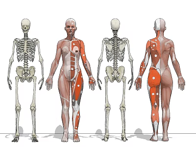 Medical Device For Human Anatomy Education With Skeletal And Muscle Models 3d model