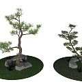 Various Forms Of Bonsai Arbor Trees With Decorative Stones And Green Grass