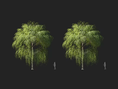 Lush Weeping Willow Trees With Dense Green Foliage And Human Figures For Scale 3d model