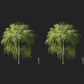Lush Weeping Willow Trees With Dense Green Foliage And Human Figures For Scale